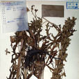 馬爾康烏頭