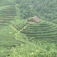 東印茶山景區 東印茶山景區