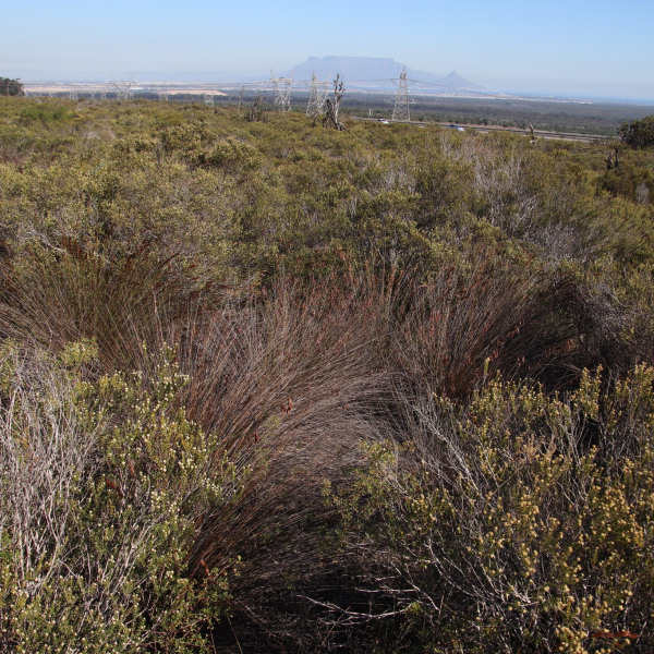 Thamnochortus bachmannii