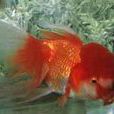 紅獅頭金魚 紅獅頭金魚