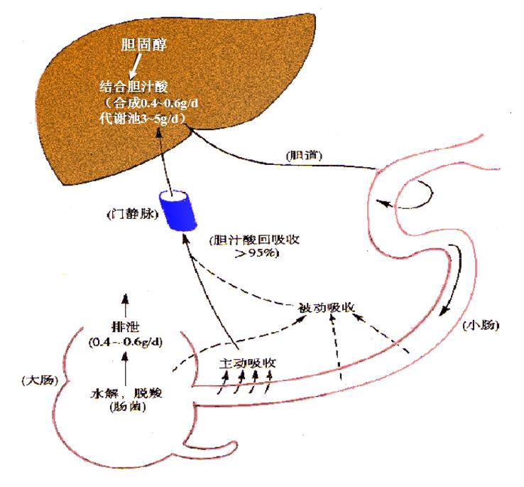 膽汁酸腸肝循環的過程