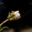 嫩枝無心菜 嫩枝無心菜
