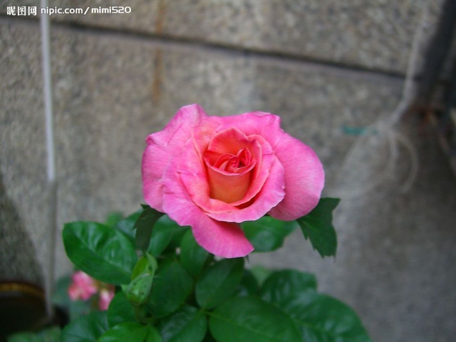 凱司朗森 凱司朗森