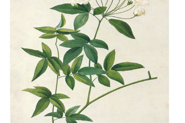 雪花王后 雪花王后