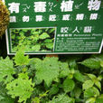 咬人貓(蕁麻科草本植物) 咬人貓(蕁麻科草本植物)