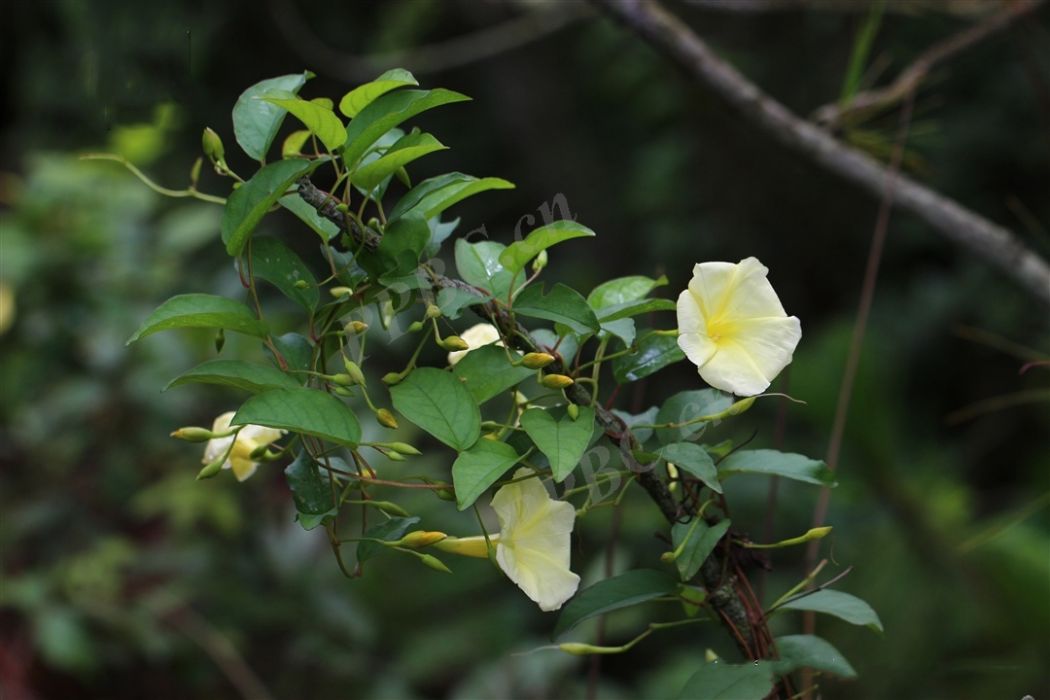 山土瓜(旋花科魚黃草屬植物)