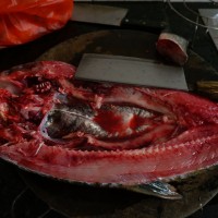 祁陽曲米魚