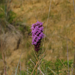 Liatris aestivalis