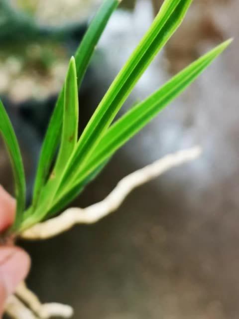 尖瓣芹 尖瓣芹