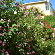 薔薇村 薔薇村