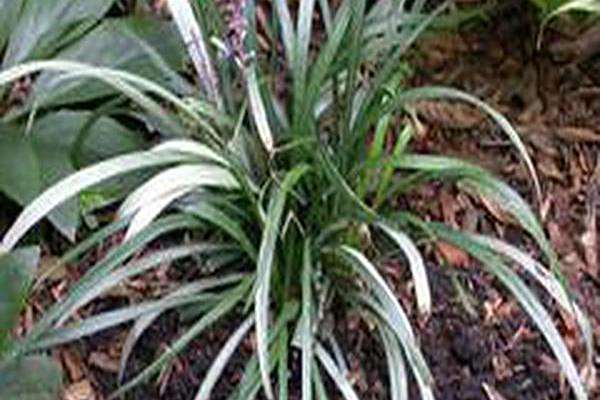 Liriope muscari \x27Okina\x27