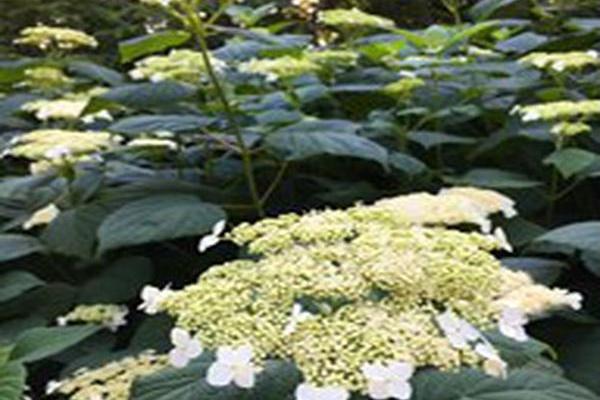 Hydrangea arborescens Hydrangea arborescens