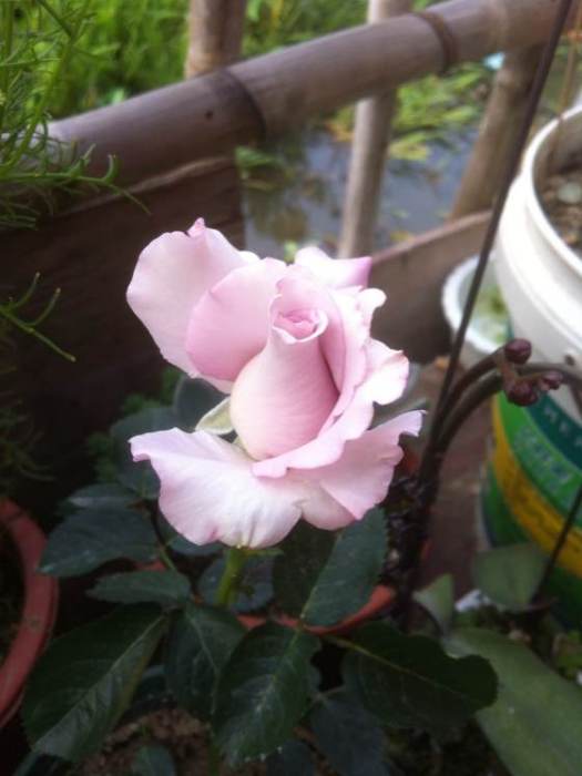 藍絲帶(薔薇屬月季栽培品種) 藍絲帶(薔薇屬月季栽培品種)