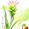 莪術(芭蕉目姜科植物)