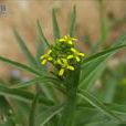 波齒葉糖芥 波齒葉糖芥