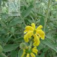 橙花糙蘇 橙花糙蘇