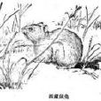西藏鼠兔