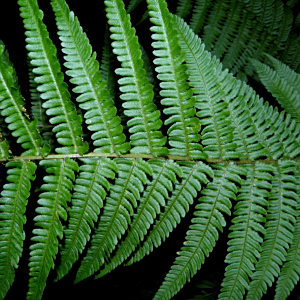 Dryopteris × complexa