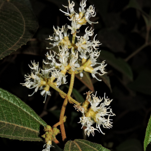 Miconia duckei