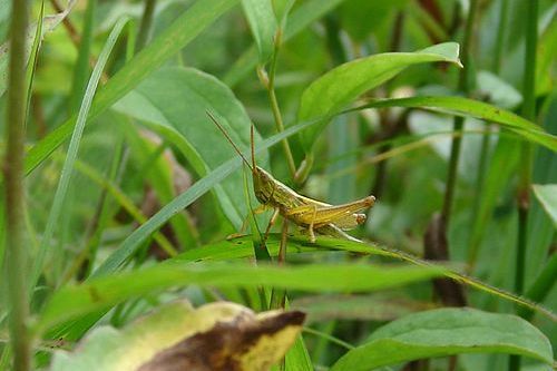 鳴蝗屬 鳴蝗屬