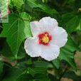 芙蓉麻(洋麻)