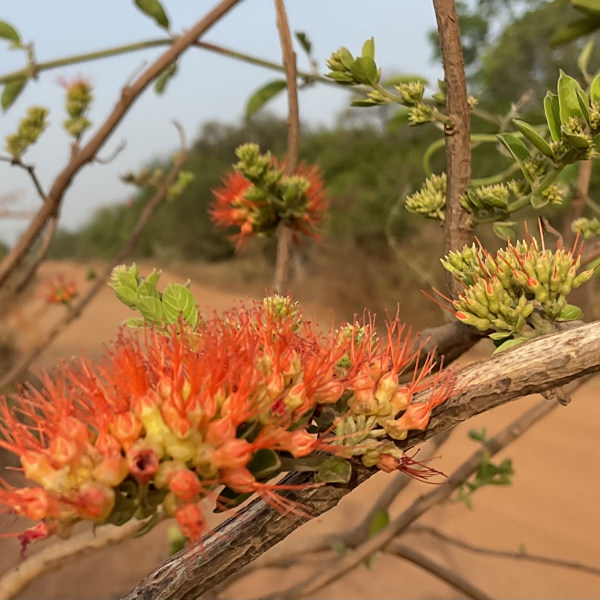 Combretum lecardii