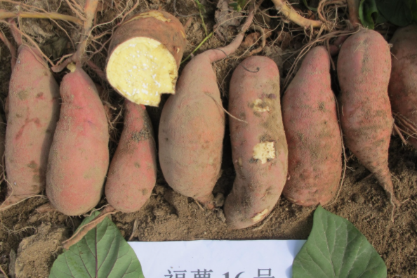 福薯16號 福薯16號