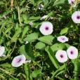 蕹菜(黎川子雍菜) 蕹菜(黎川子雍菜)
