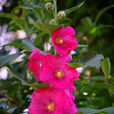 花葵屬 花葵屬