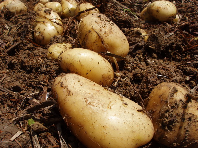 種植土豆