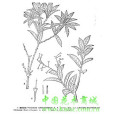 越桔柳組 越桔柳組