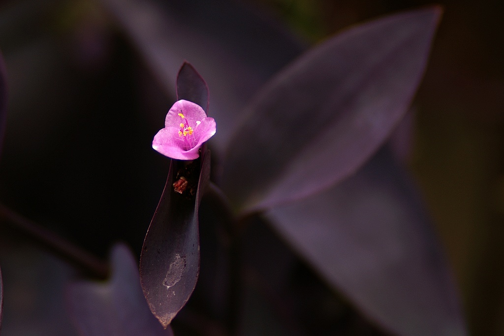 紫葉草