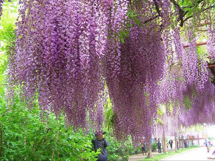 粉藤花 粉藤花