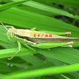 蝗蝻 蝗蝻