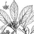 厚葉山礬 厚葉山礬