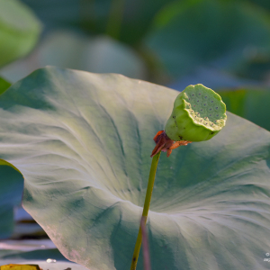 Nelumbo lutea