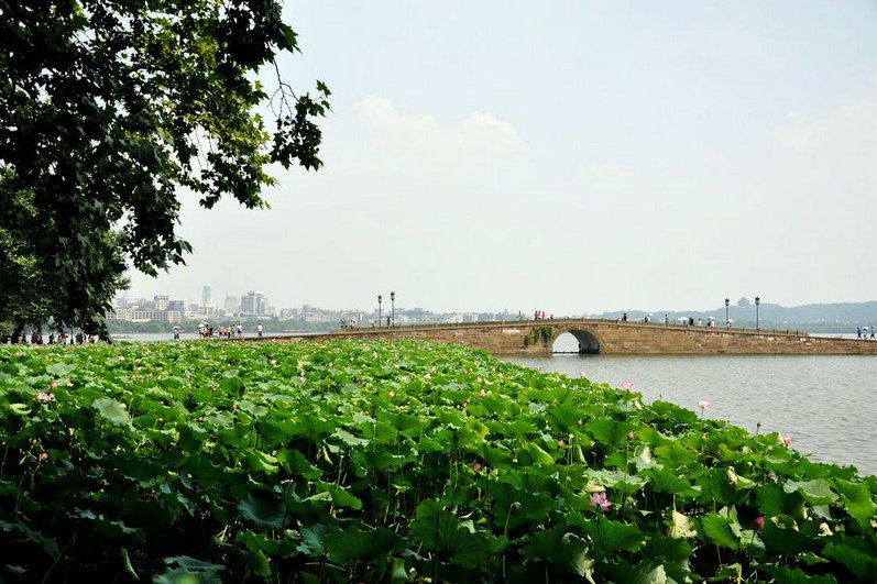 棉樹村 棉樹村