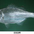 花尾湯鯉(銀湯鯉) 花尾湯鯉(銀湯鯉)