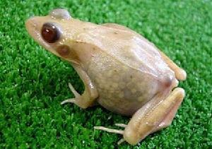 日本林蛙