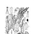單瓣遠志 單瓣遠志