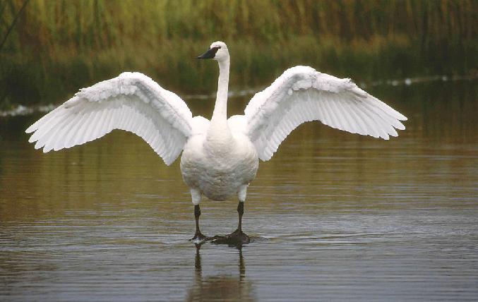 七裏海國家濕地公園 白天鵝