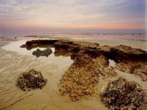 福建深滬灣海底古森林遺蹟國家級自然保護區