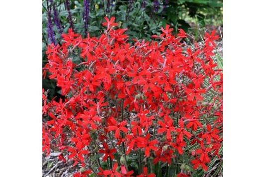 Silene virginica \x27Jackson Valentine\x27 Silene virginica \x27Jackson Valentine\x27