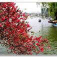 三月桃花水 三月桃花水
