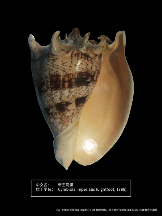 帝王渦螺 帝王渦螺