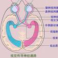 視覺傳導路 視覺傳導路