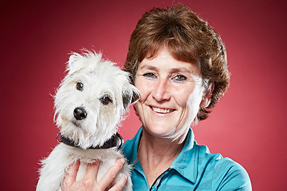Parson Russell Terrier Smurf