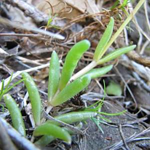 Delosperma concavum