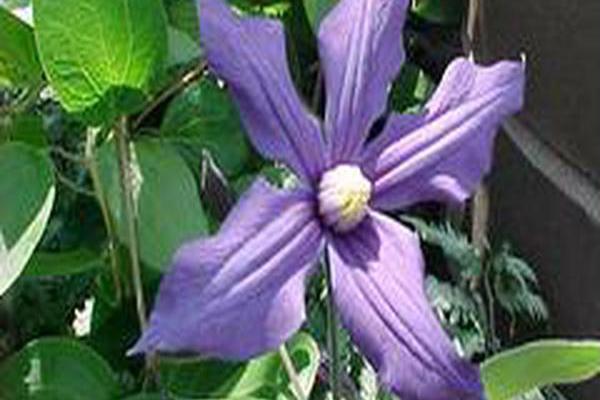 Clematis × durandii