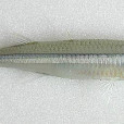 下銀漢魚 下銀漢魚